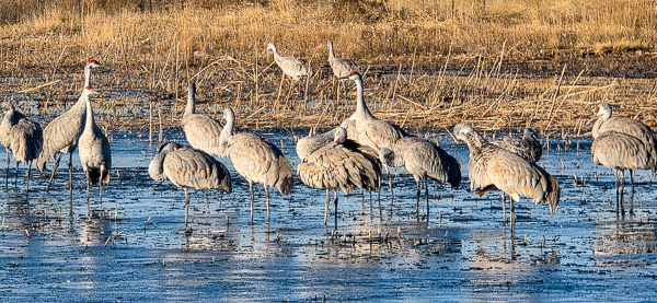 Bernardo Wildlife Area, New Mexico